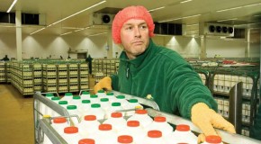 Arla installs Salvo at third site leeds dairy latest to entrust warehouse safety to interlocking system